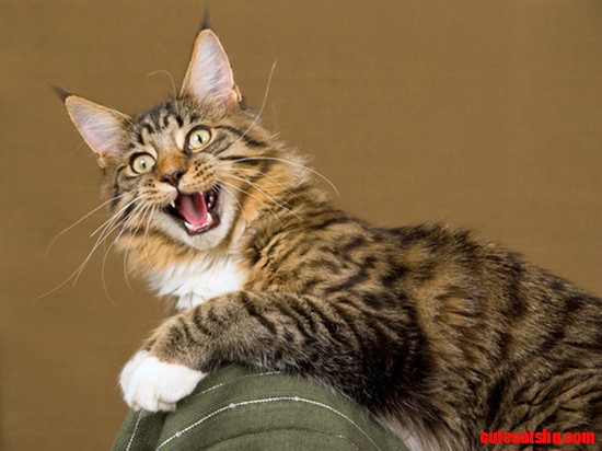 Exited Cat