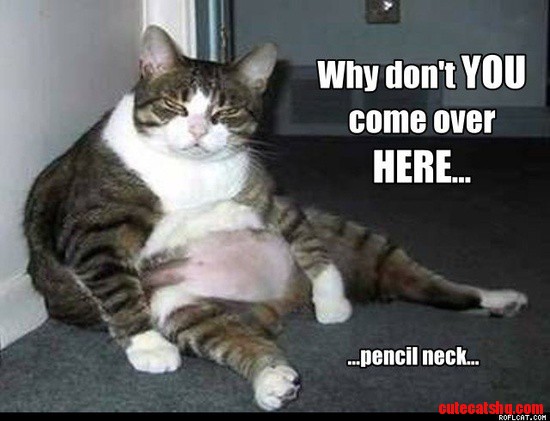 Funny Cats