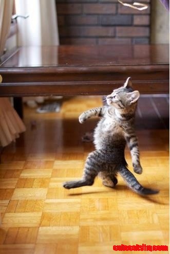 Fancy Cat.