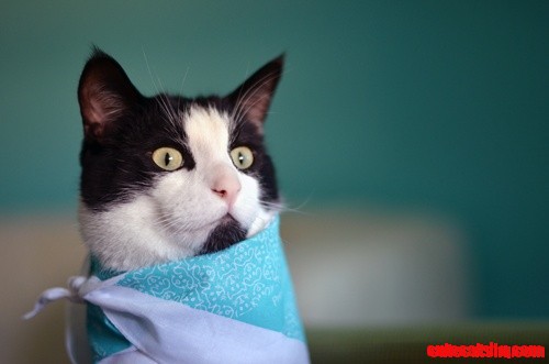 Tuxedo cat