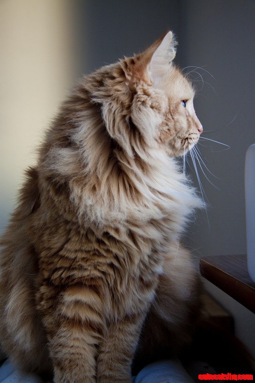Fluffy Kitty