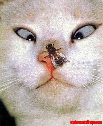 Fly on a Cat Nose - Great Shot!