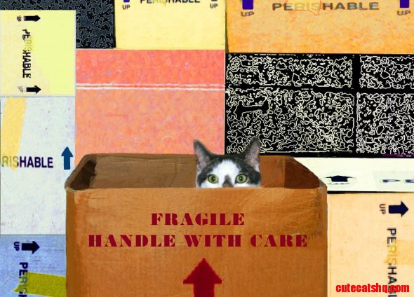 Fragile