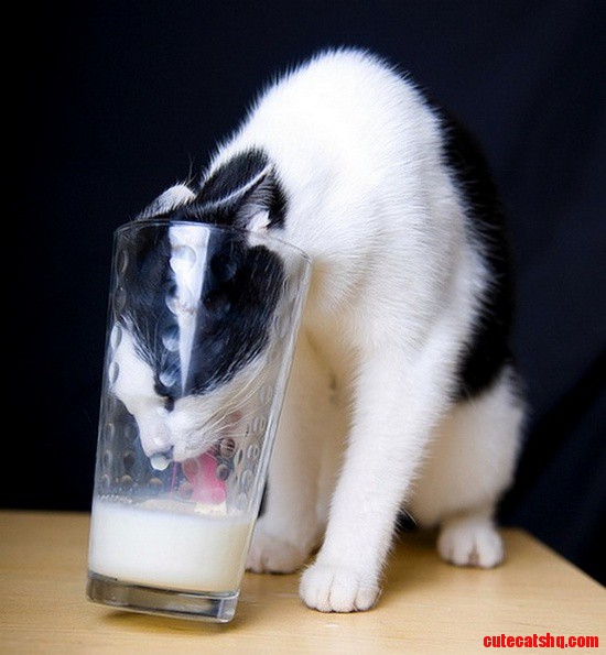 Tuxedo cat