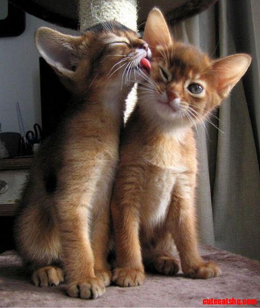 From and My Cat