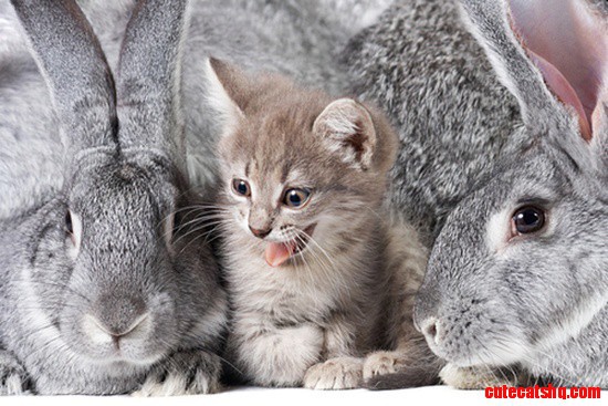 From  Catster