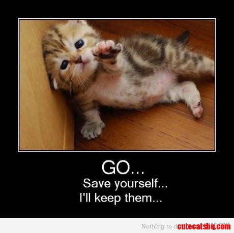 Funny  - Cats Photo