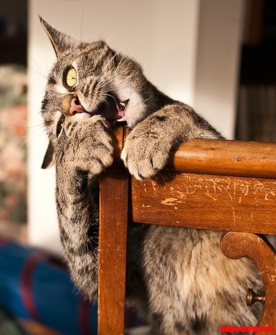 Gatos Cat