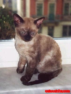 German Rex Cat