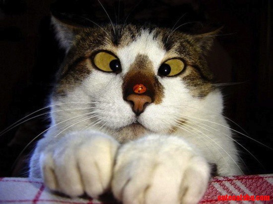 Get This Things Off My Nose!