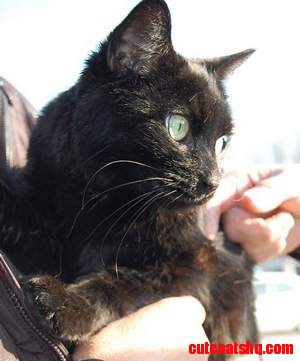 Gidget,cat Rescued from Rubble of Indy Blast After 6 Days