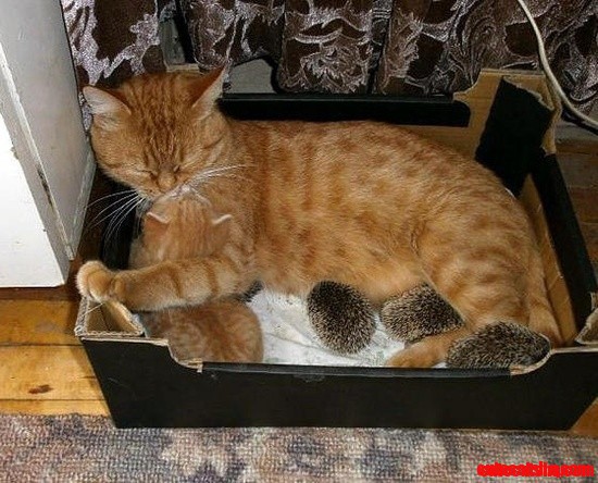 Ginger Cat Mama Adopts Baby Hedgehogs