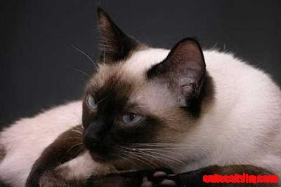 Gorgeous Thai Cat