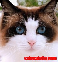 Gorgeous Cat Face!