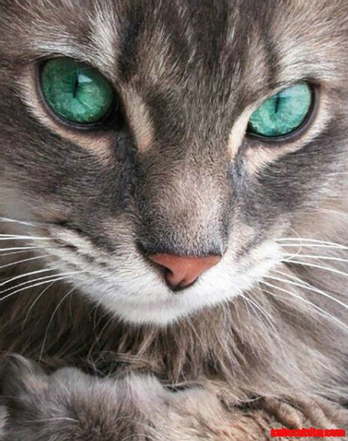 Green Cat Eyes