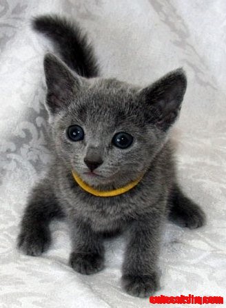 Grey Cuteness!