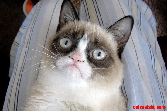 Grumpy Cat Best Animal Memes 2012