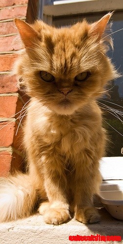 Grumpy Kitty Look