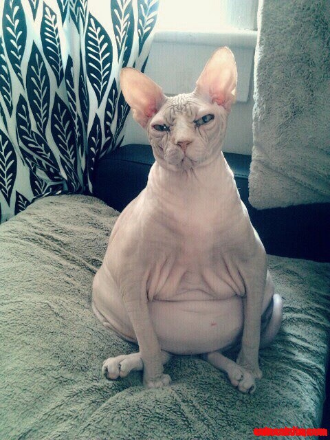 Haha! This Cat Looks Like a Grumpy Old Man!