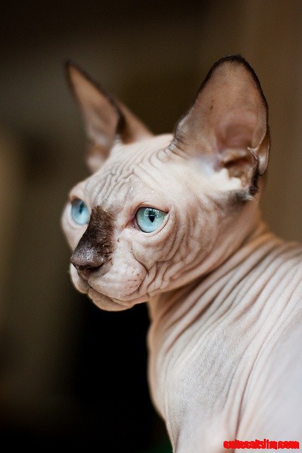 Hairless Sphynx Cat