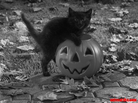 Black Kitten and a Toy Pumpkin in a Yard with Leaves