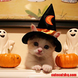 Halloween Kitten