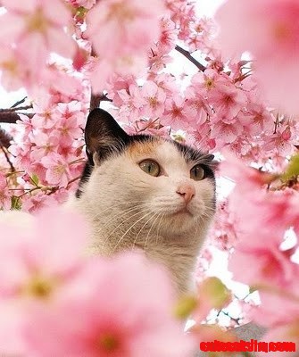 Calico cat