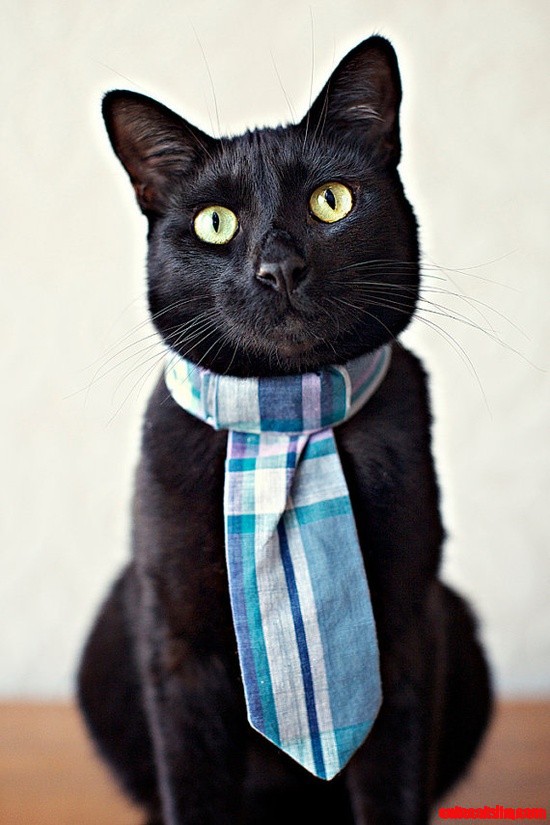 Handsome Fellow - Great Kitty Tie!