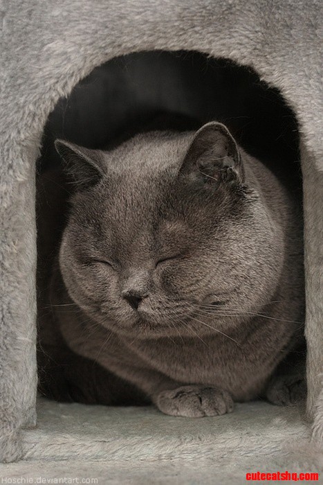 Happy Cat