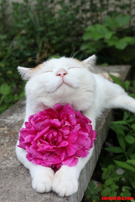 Happy Cat :) You Gotta Stop and Smell the Roses.....got It Dina :)