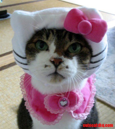Hello Kitty Kitty  Thanks, Dina!!!!!!!!!