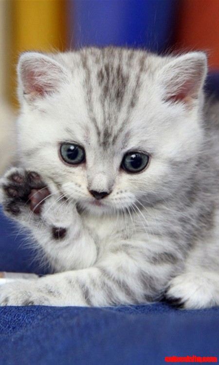 Hello from Kitty
