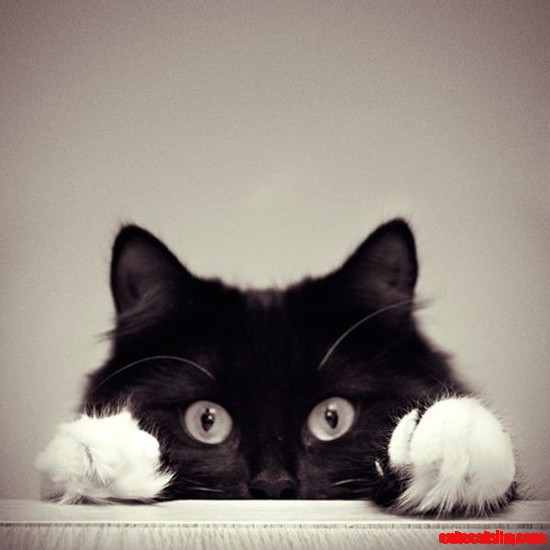 Tuxedo cat