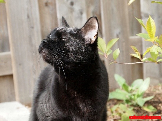 Henry, Sniffing the Air. Adopted &#038; Loved by Me!