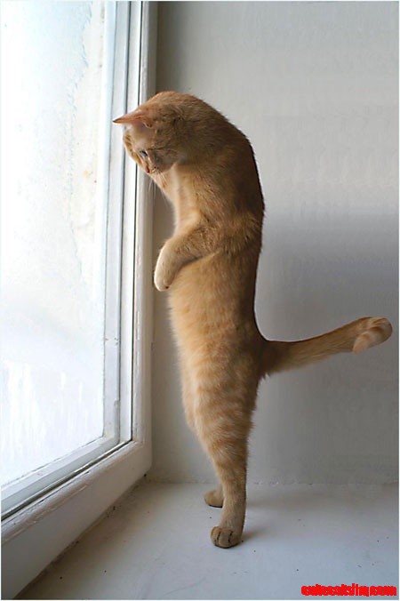 Hh, Hello!