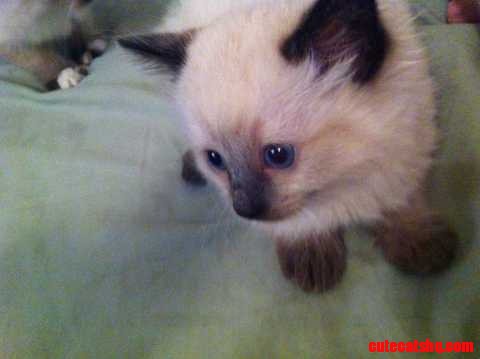 Himalayan Kitten