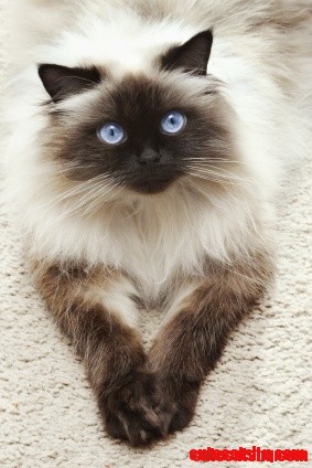 Himalyan Cat - Sheba