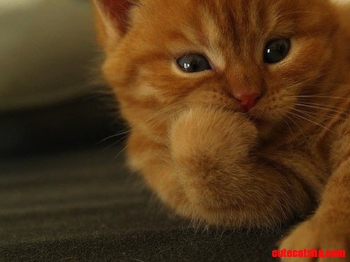 How Do You Describe a Color Without Using the Color? | 14 Cats Trying to Answer Unanswerable Questions