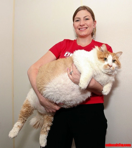 Huge Fat Cat!