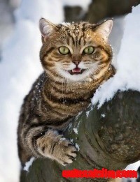Hurry!  Take My Picture, It's Cold Even for Cat!