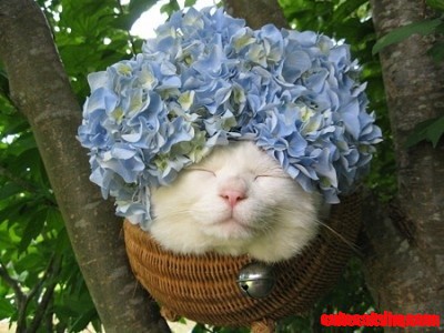 Hydrangea Hatted Cat