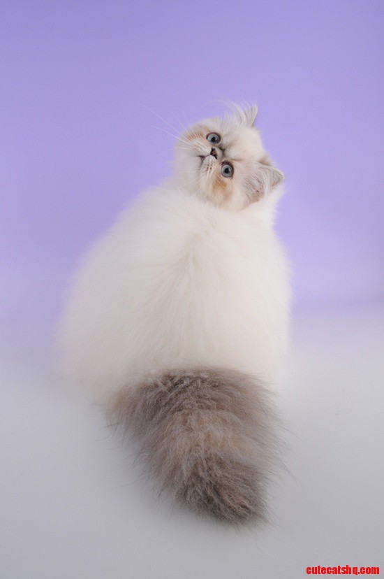 I Am Not Fat !! - I'm Fluffy !!!