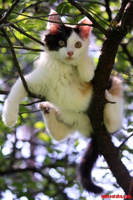 Calico cat
