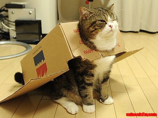 I Iz an Airplane