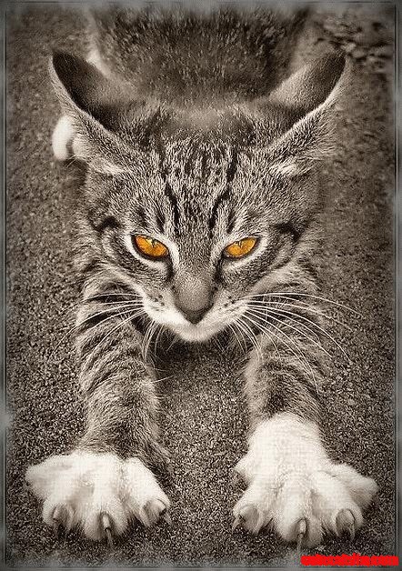 I Iz Bigfoot Cat!