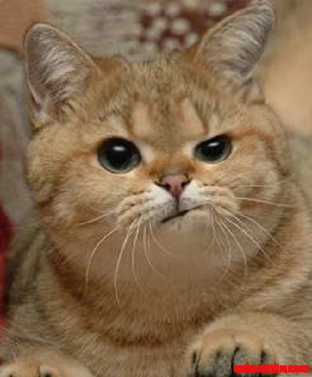 I Love His Grumpy Expression on Cat Face!