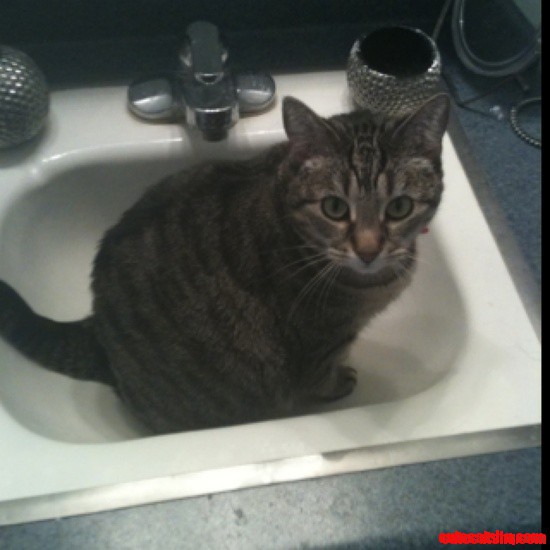 I Love My Kitty!