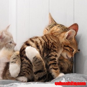 I Love You Cat Mom