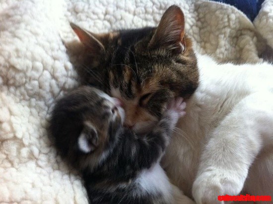 I Love You Mommy Cat