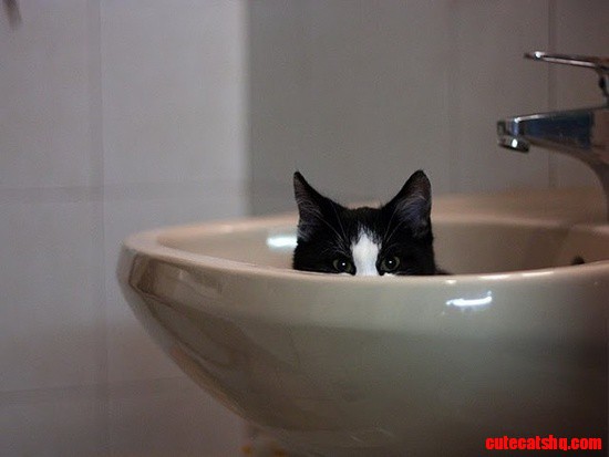 Tuxedo cat